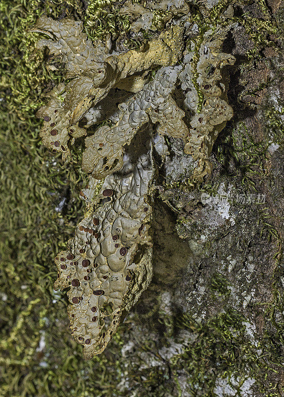 带酒窝的specklebelly;Pseudocyphellaria anthraspis。地衣。Pepperwood保存;圣罗莎;加州索诺玛县